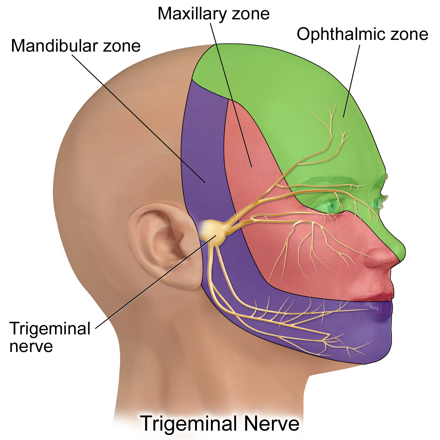 trigeminal neuralgia branches